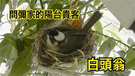 鳥來陽台築巢|鳥巢看鳥的個性…. 自從去年有白頭翁來我陽台樹上築。